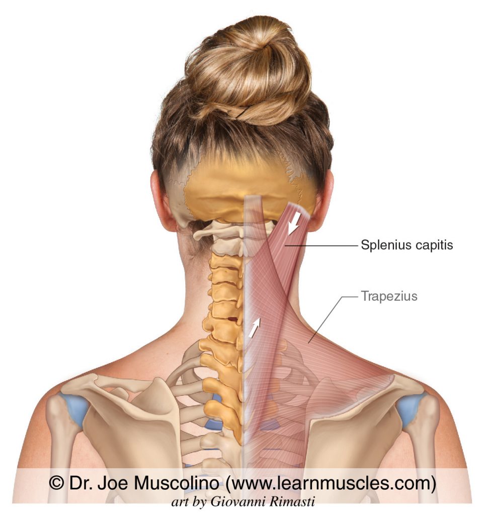 The splenius capitis. The trapezius has been ghosted in.