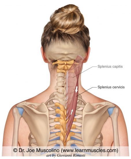 Splenius Cervicis - Learn Muscles