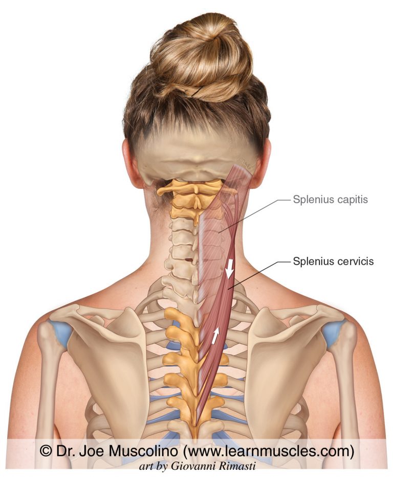 Splenius Cervicis Learn Muscles 3030