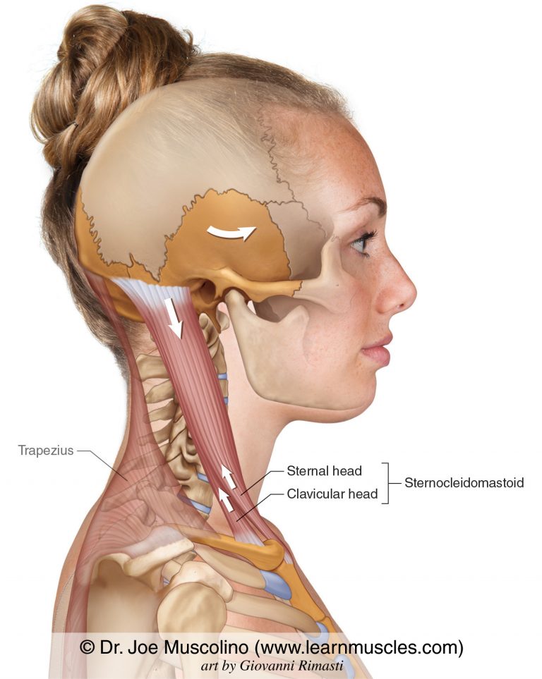 Sternocleidomastoid Scm Learn Muscles 2164