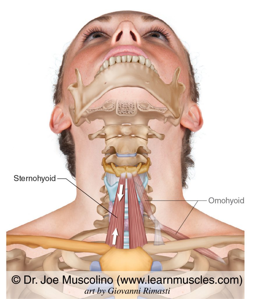 The sternohyoid of the infrahyoid group. The omohyoid (also of the infrahyoid group) has been ghosted in on the left side.