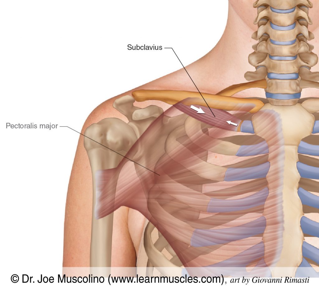 The subclavius is located between the clavicle and first rib. The pectoralis major has been ghosted in.