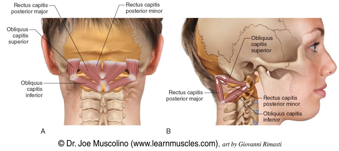 Suboccipital Group Learn Muscles 6464