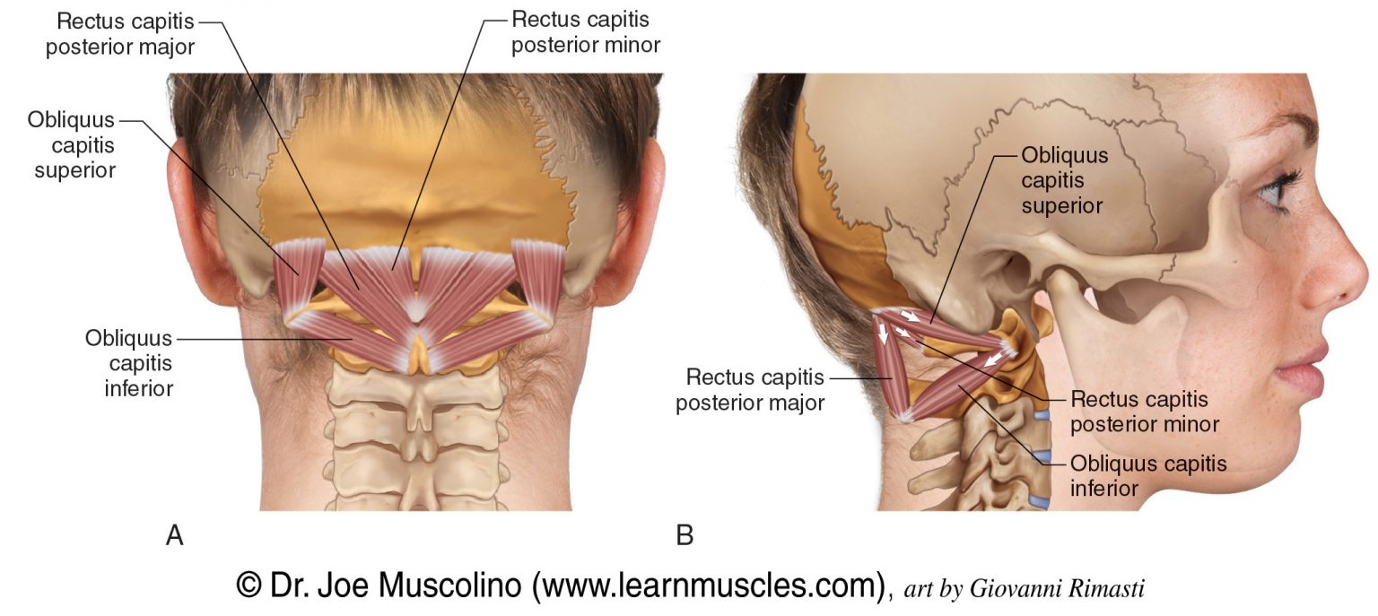 Suboccipital Group - Learn Muscles