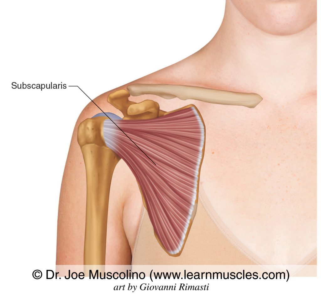 Anterior view of the subscapularis of the rotator cuff group. Note: The rib cage has been removed. 