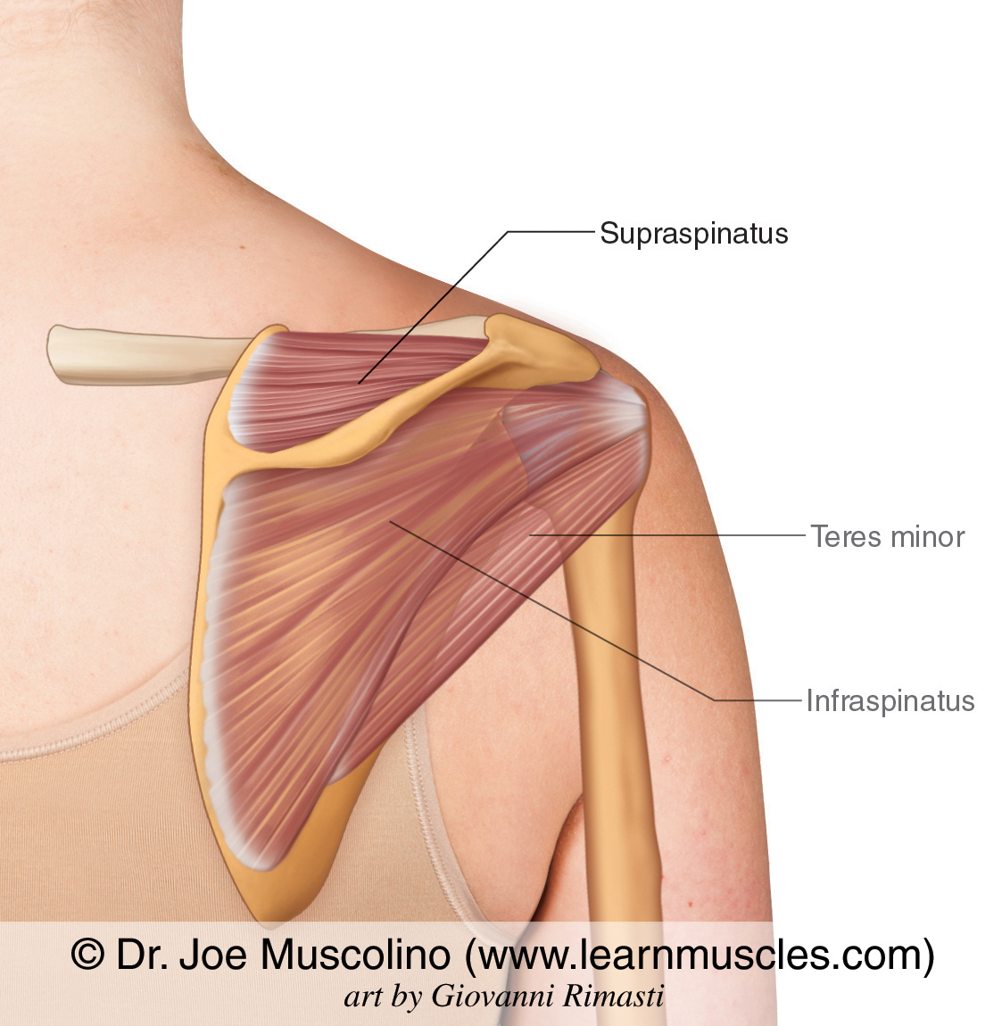 Is Supraspinatus A Rotator Cuff Muscle Is Supraspinatus A Rotator Cuff Muscle