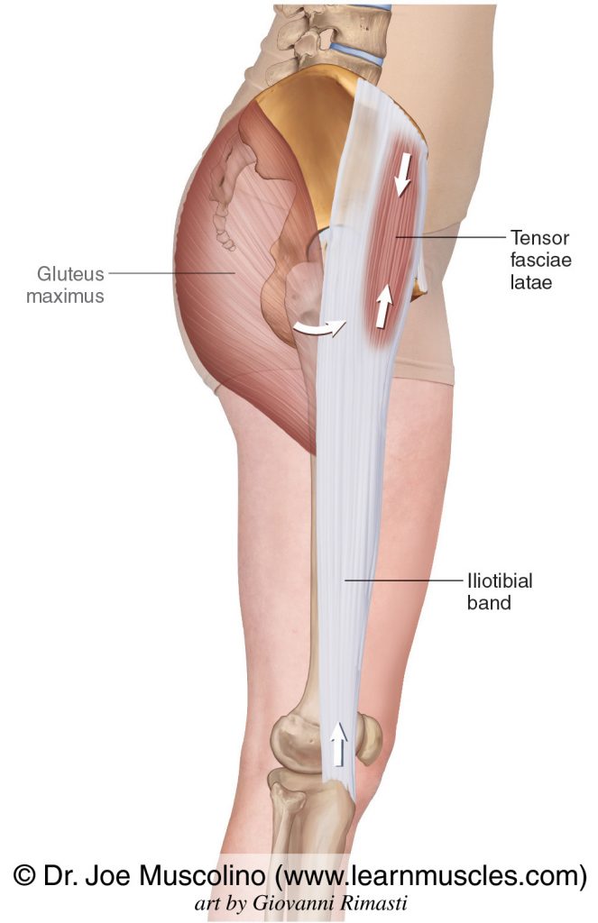 Right lateral view of the tensor fasciae latae (TFL). The iliotibial band is shown. The gluteus maximus has been drawn in.