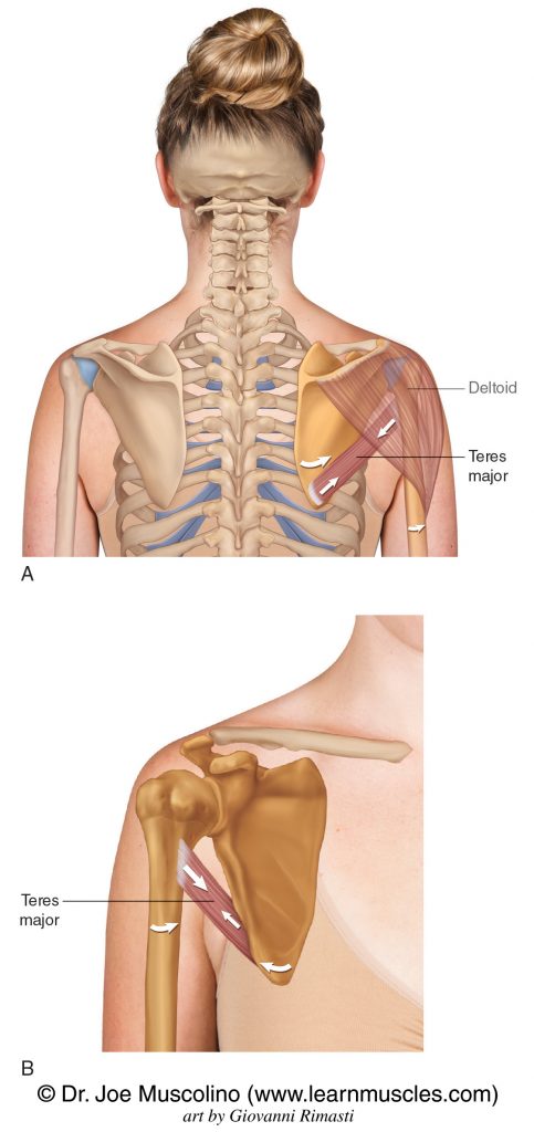 Posterior and anterior views of the teres major. In the posterior view, the deltoid has been ghosted in.
