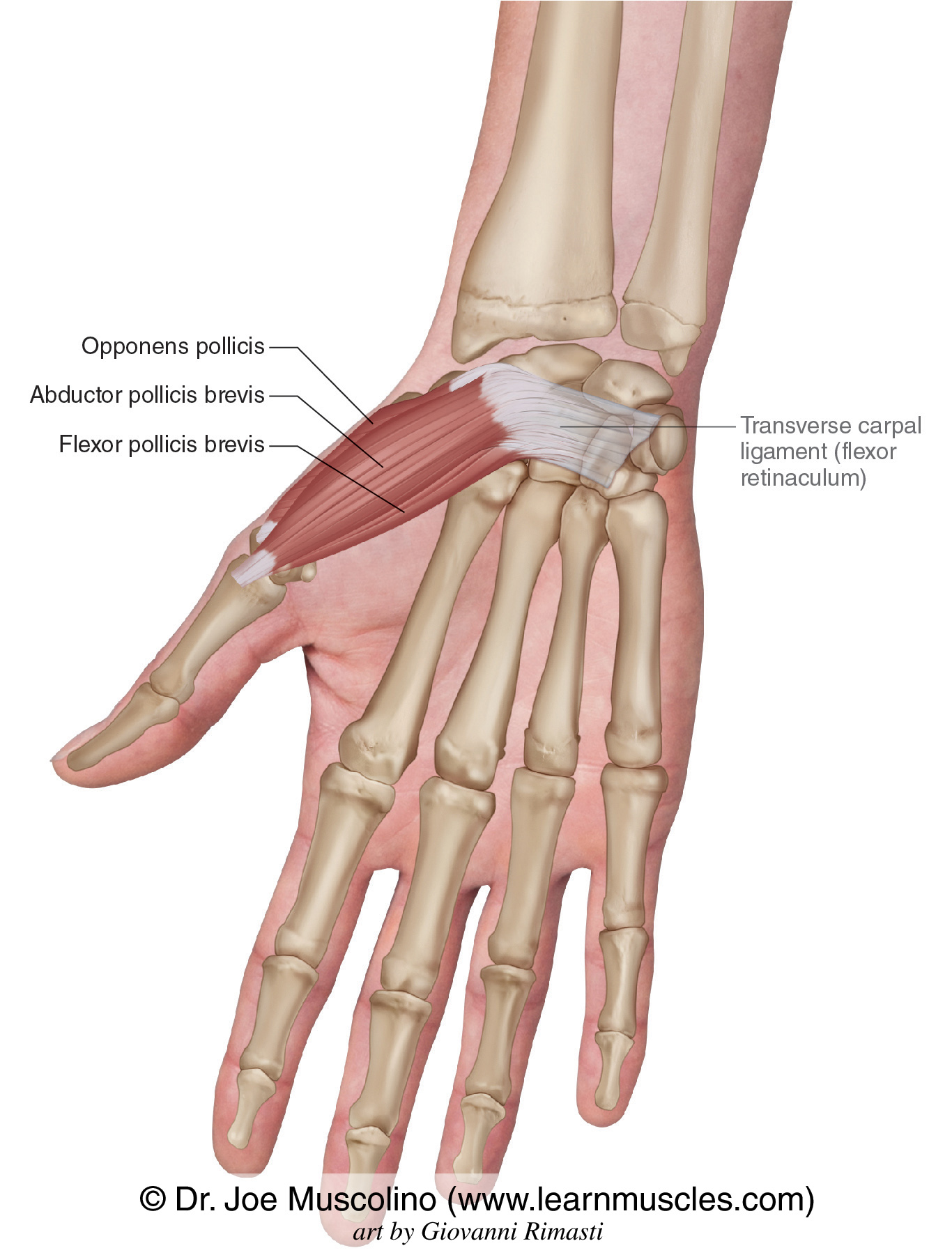 Thenar Eminence Anatomy Thenar Eminence Muscles Hi Res Stock