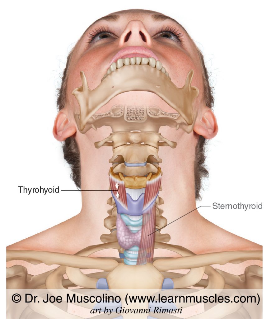 The thyrohyoid of the infrahyoid group. The sternothyroid (also of the infrahyoid group) has been ghosted in on the left side.