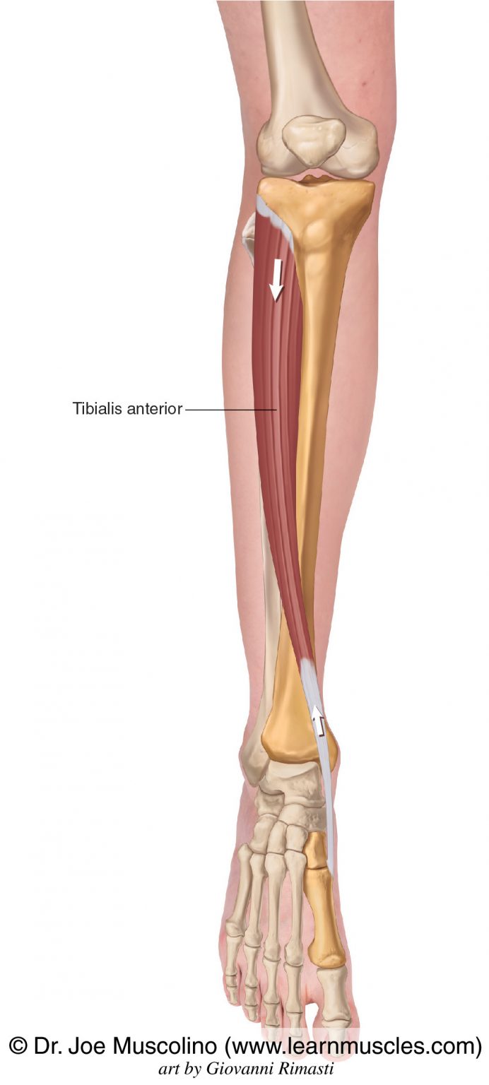 Tibialis Anterior - Learn Muscles