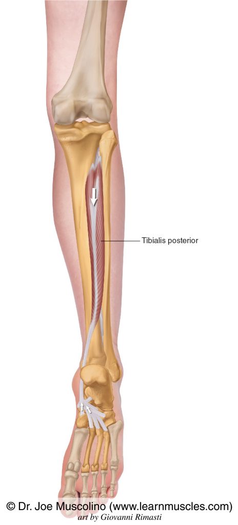 The tibialis posterior of the deep posterior compartment of the (lower) leg.
