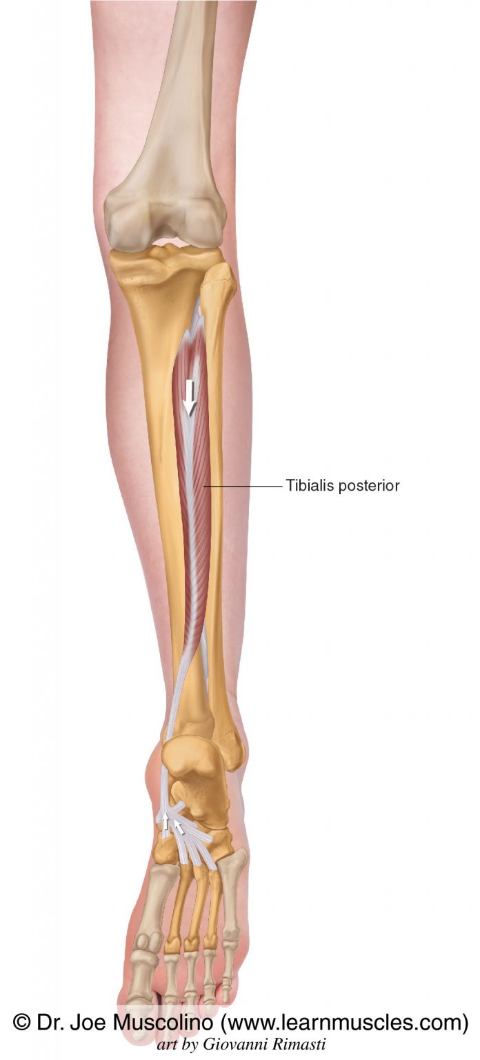 Tibialis Posterior - Learn Muscles