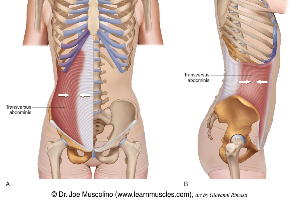 Anterior and lateral views of the transversus abdominis.