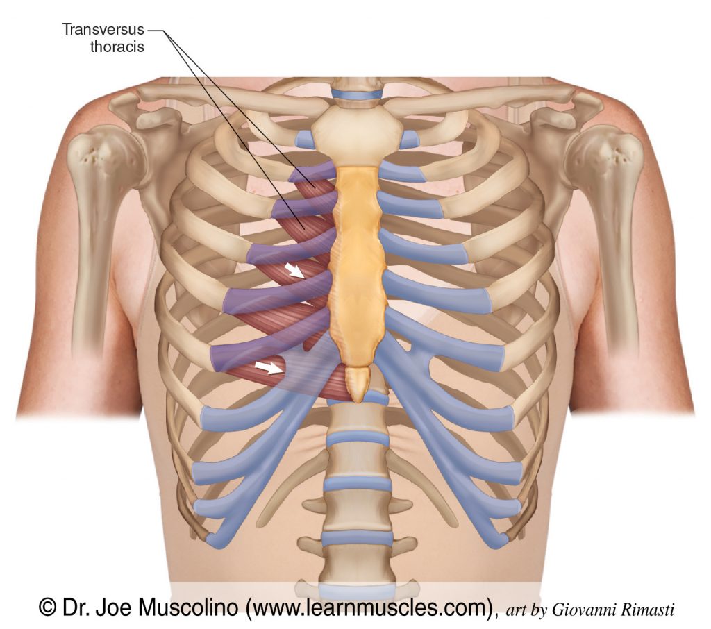 The transversus thoracis muscle is seen on the right side of the body.