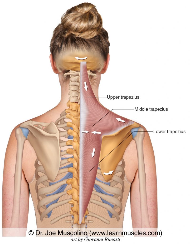 The trapezius is usually functionally divided into three parts: upper, middle, and lower. 