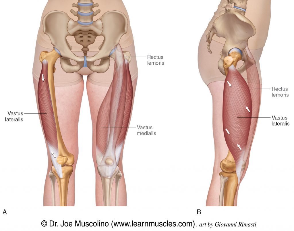 Anterior and right lateral views of the vastus lateralis of the quadriceps femoris group. In the anterior view, the vastus lateralis and rectus femoris have been ghosted in on the left side. In the lateral view, the rectus femoris has been ghosted in.