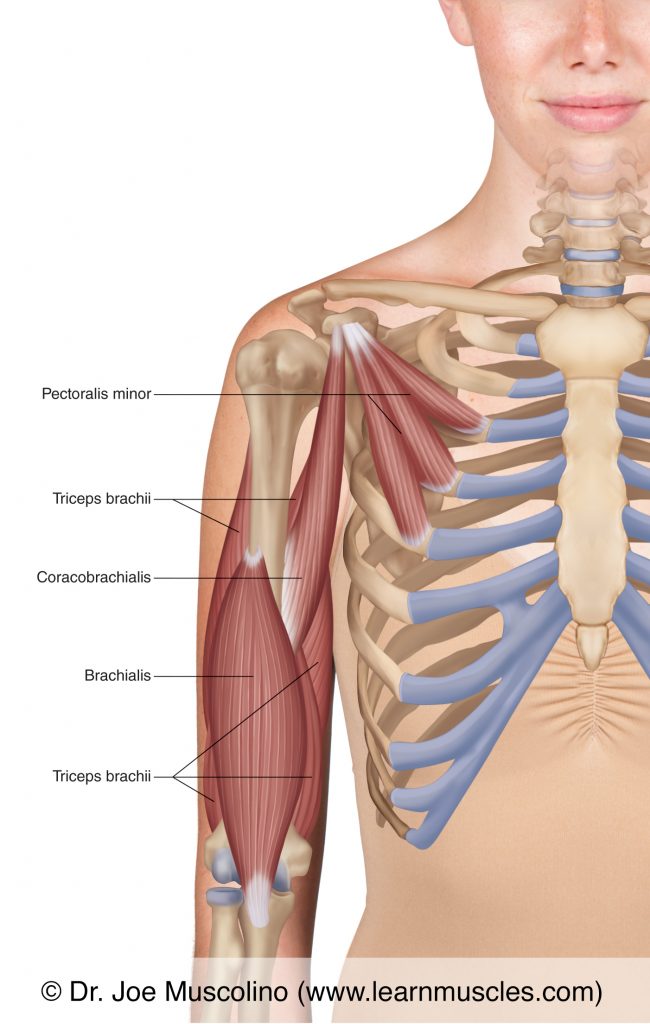 In this deep view of the right-side anterior (upper) arm, we see the coracobrachialis, brachialis, triceps brachii, and pectoralis minor.