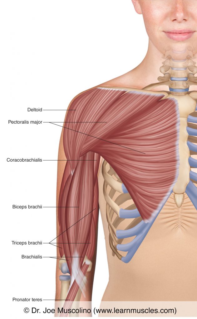 In this superficial view of the right-side anterior (upper) arm, we see the deltoid, pectoralis major, coracobrachialis, biceps brachii, brachialis, triceps brachii, and pronator teres.