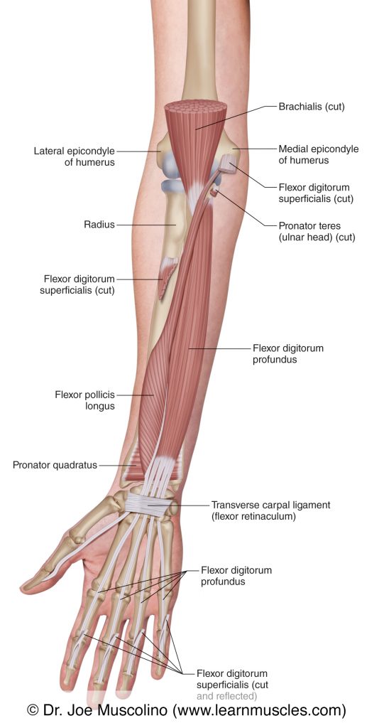 In this deep view of the right-side anterior forearm, we see the flexor digitorum profundus, flexor pollicis longus, and pronator quadratus. 
