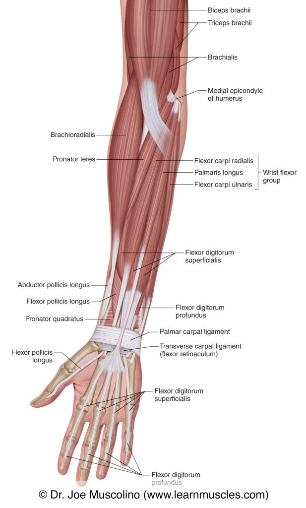 In this superficial view of the right-side anterior forearm, we see the brachioradialis, pronator teres, flexor carpi radialis, palmaris longus, and flexor carpi ulnaris. Other muscles are also seen. 