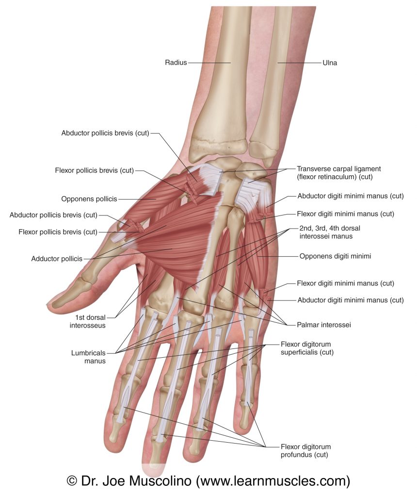 Muscles of the thenar eminence, hypothenar eminence, and central compartment group are seen in this deep view of the right-side anterior hand.