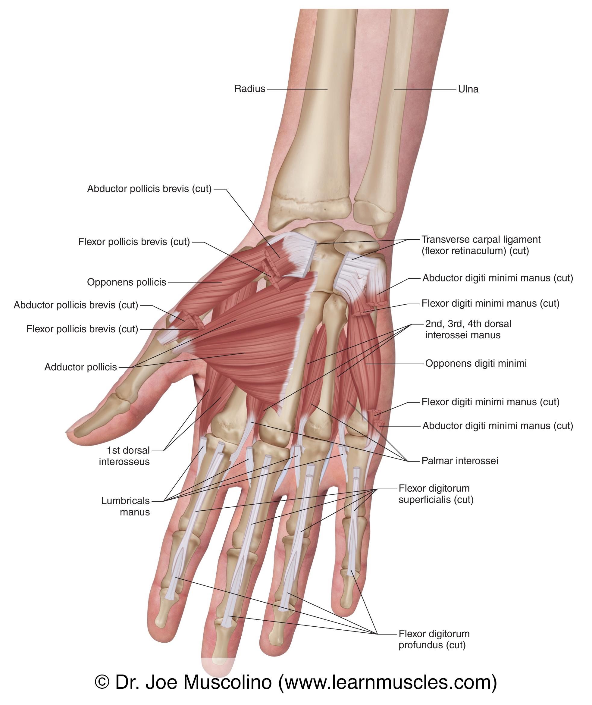Muscles Of The Anterior Hand Deep View Learn Muscles