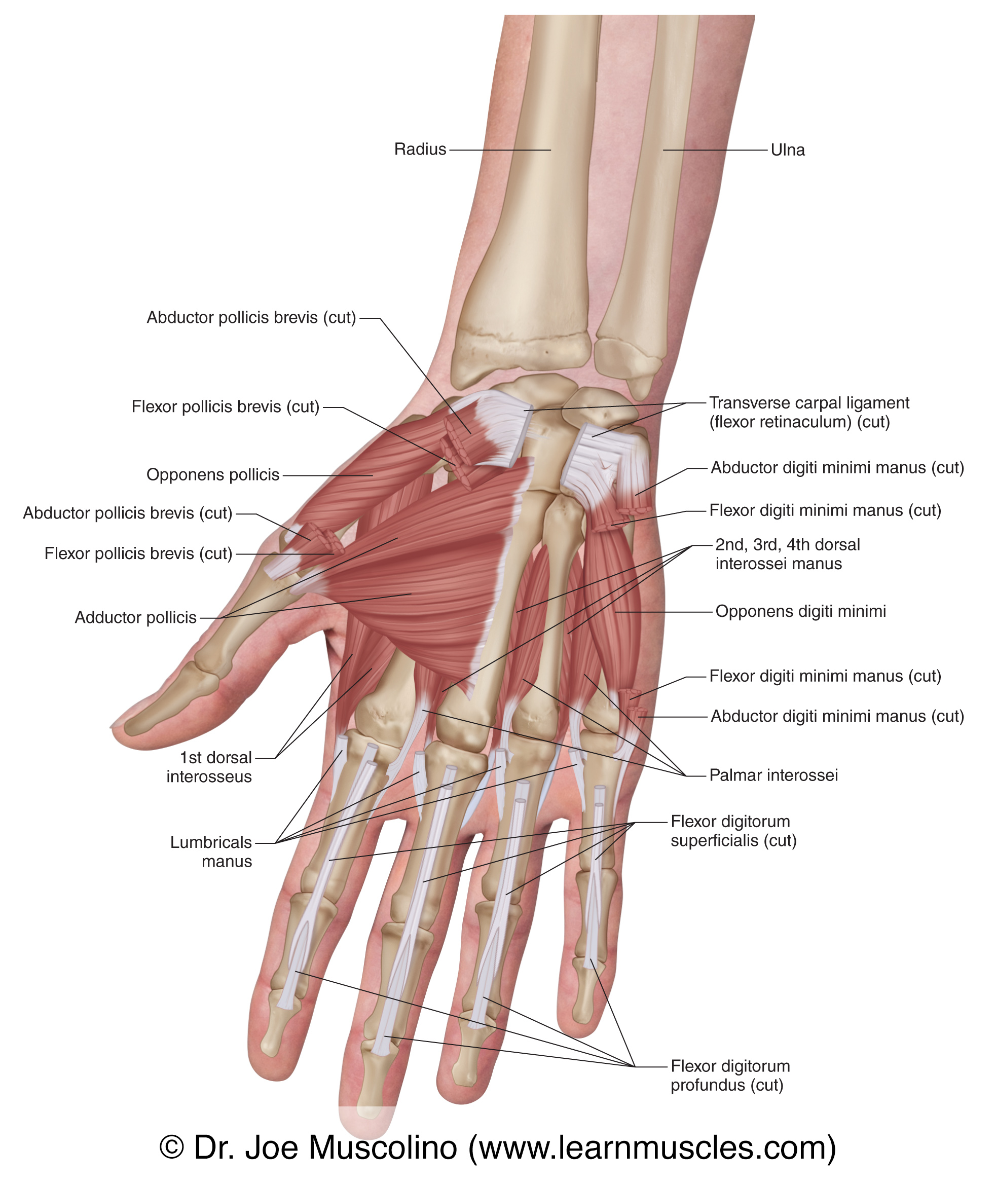 Hand And Arm Muscles The Muscles Of The Arm And Hand 3D Anatomy 
