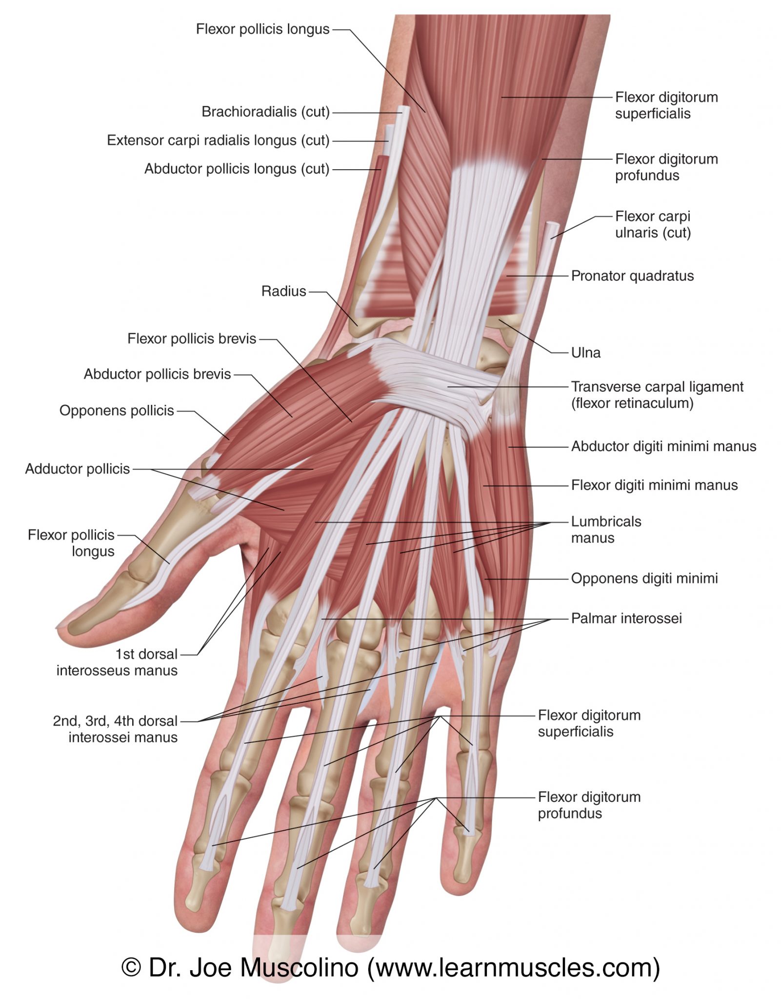 Muscles of the Anterior Hand - Superficial View - Learn Muscles