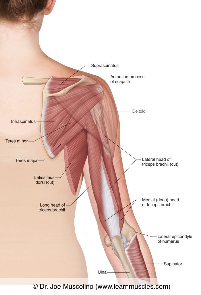 In this deep view of the right-side posterior (upper) arm, we see the deltoid (ghosted) and triceps brachii (long head is cut). Also seen are the supraspinatus, infraspinatus, and teres minor of the rotator cuff group, and the teres major, latissimus dorsi (cut), and supinator.