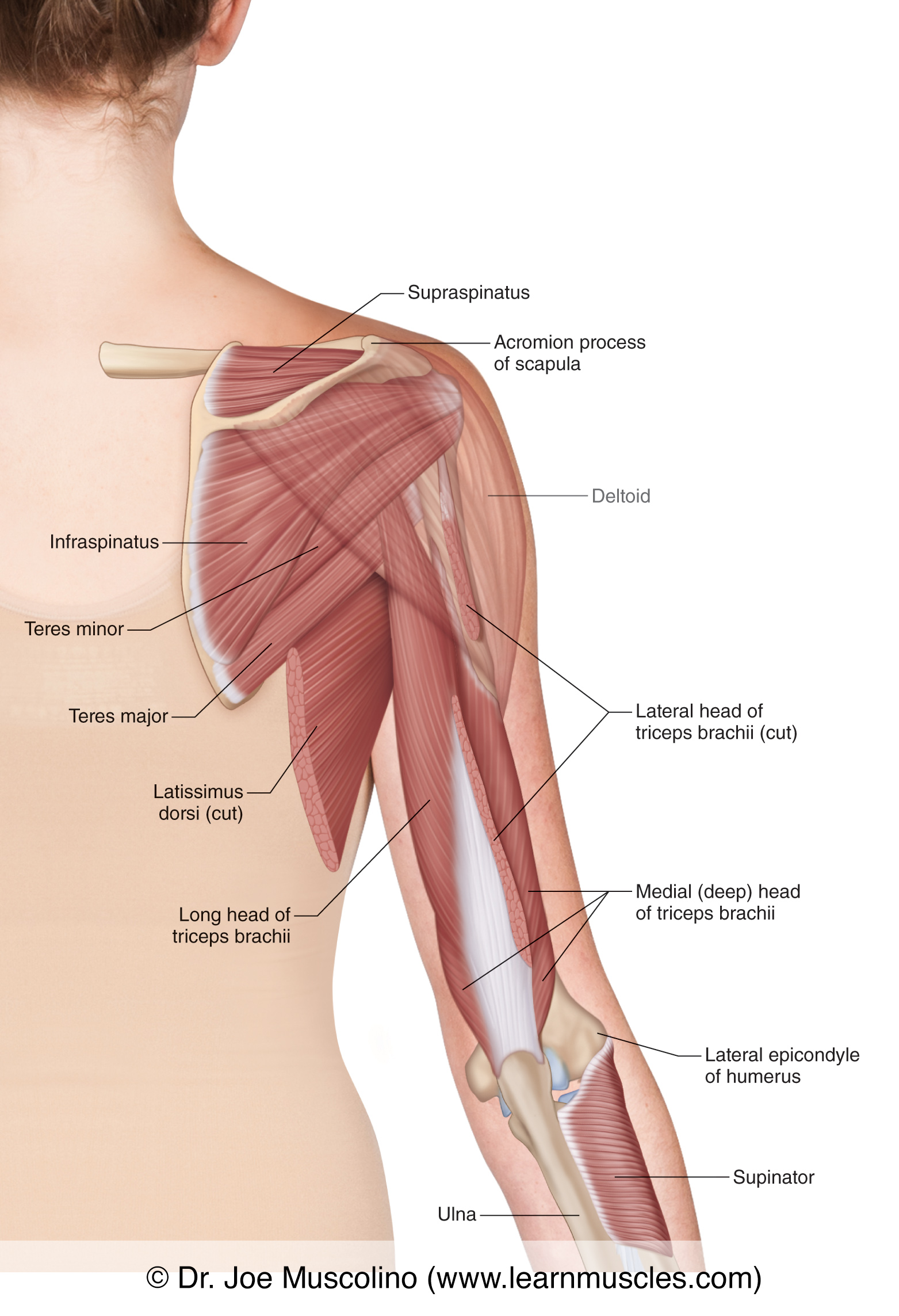 upper arm muscles diagram