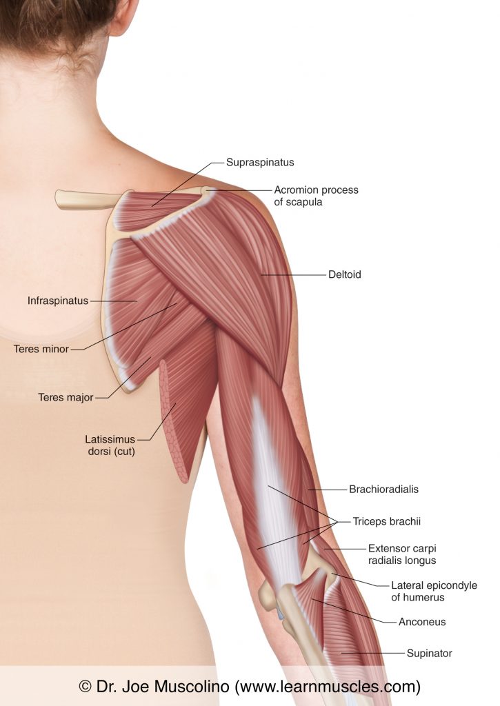 muscular shoulder side view
