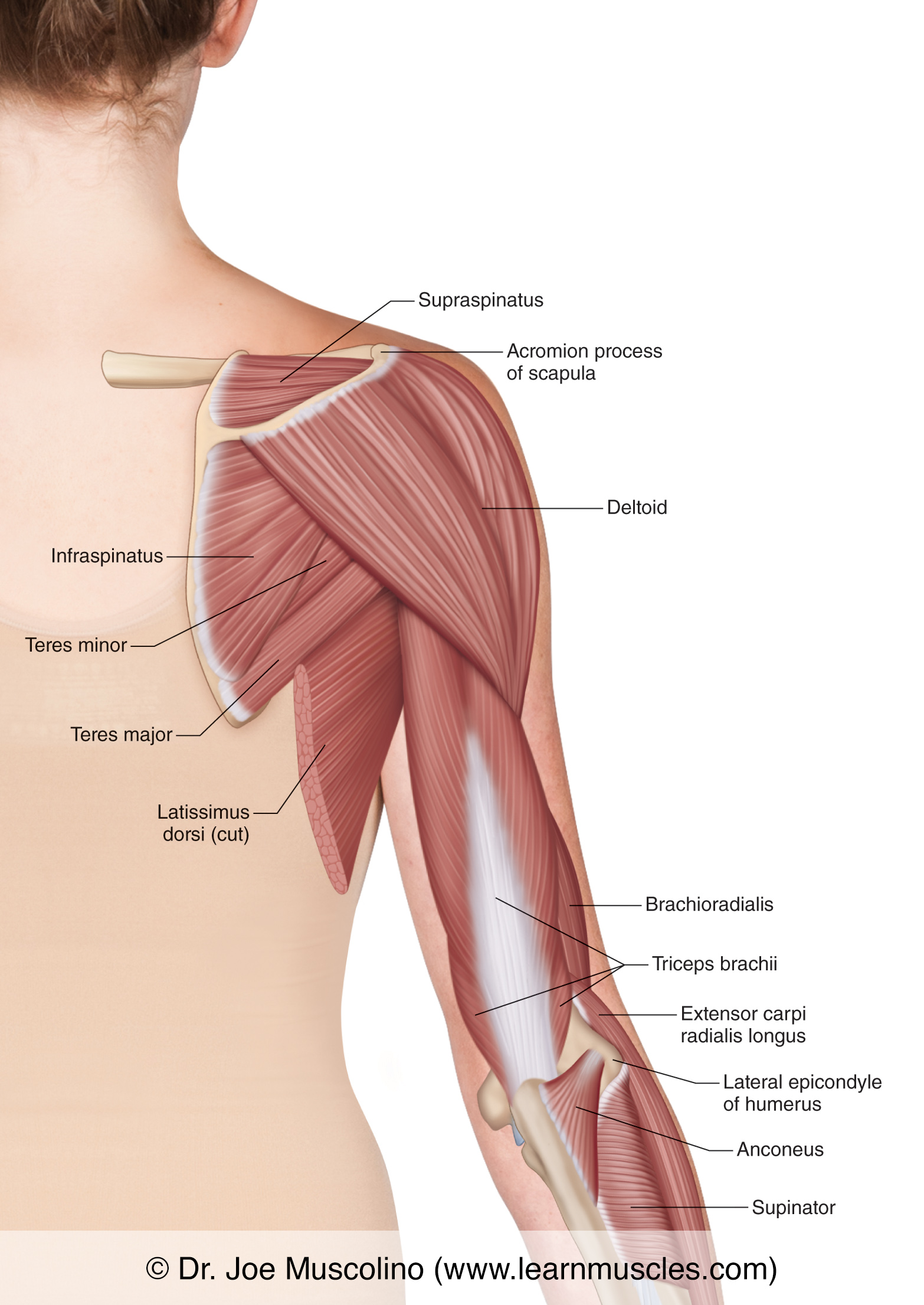 Muscles of the Posterior Arm - Superficial View - Learn Muscles