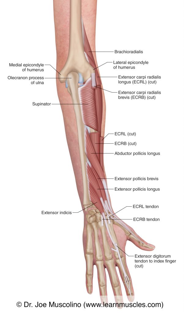 The muscles of the posterior right-side forearm seen in this deep view are the abductor pollicis longus, extensor pollicis brevis, extensor pollicis longus, extensor indicis, and the supinator.