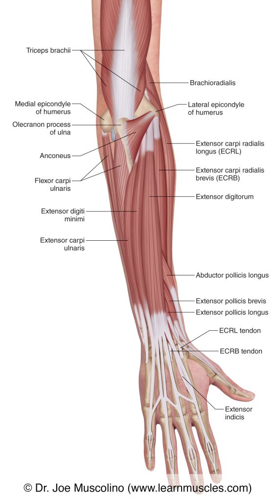 The muscles of the right-side posterior forearm seen in this deep view are the extensor carpi radialis longus, extensor carpi radialis brevis, extensor digitorum, extensor digiti minimi, extensor carpi ulnaris, and the anconeus.