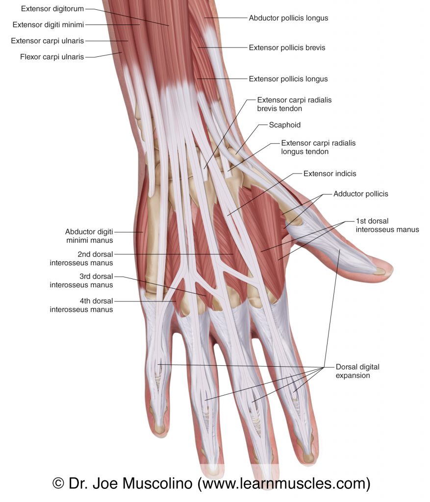 Muscles of the Posterior Hand - Superficial View - Learn Muscles