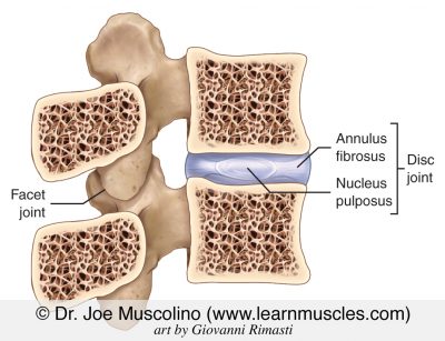 Pulpus nucleus pulposus Archives - Learn Muscles