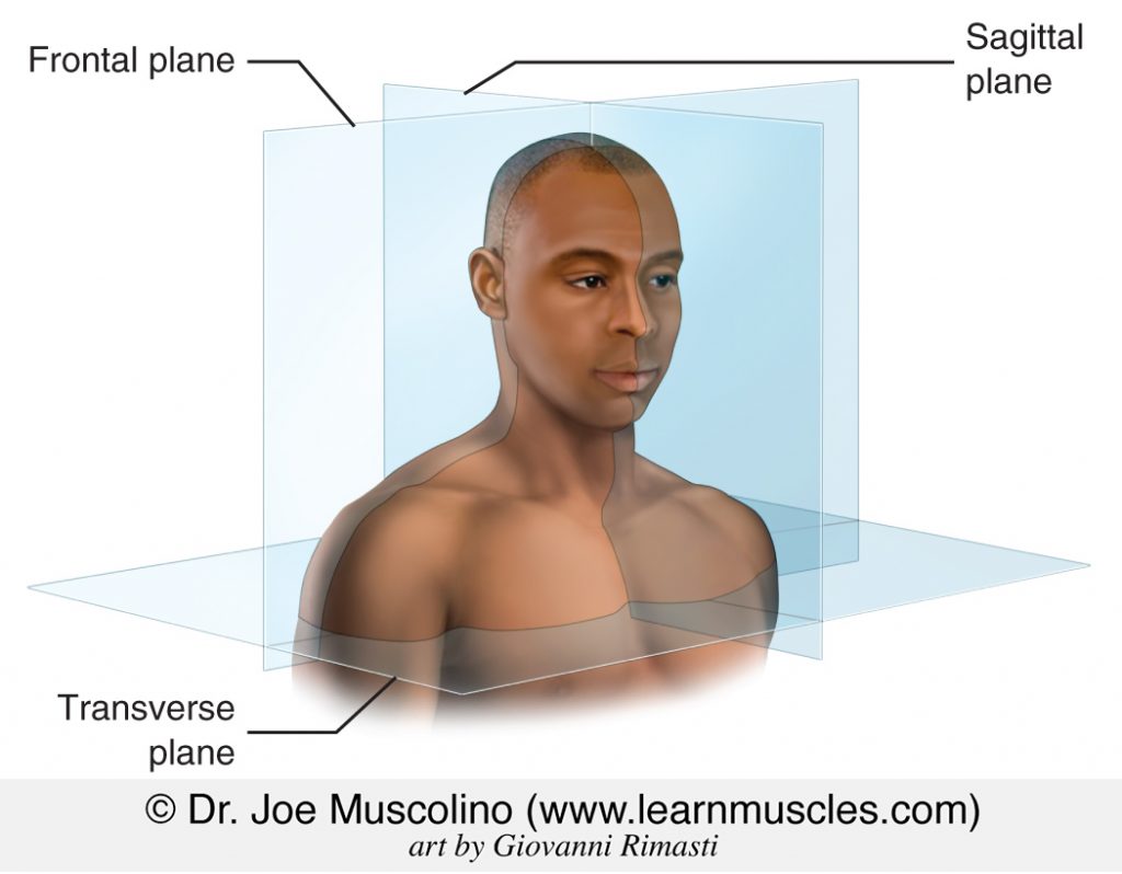 The three cardinal planes are the sagittal, frontal, and transverse planes.
