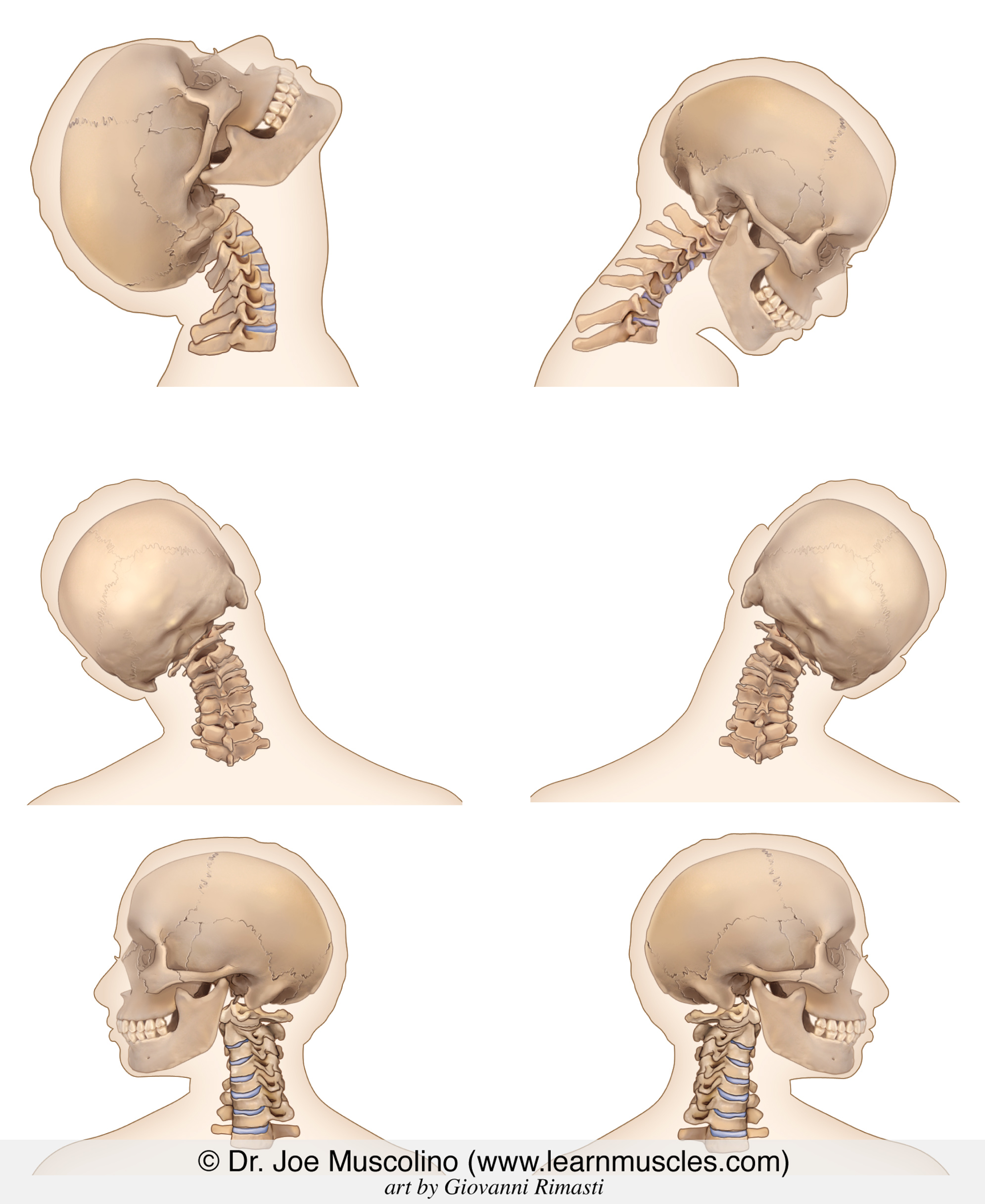 Cervical Spine Ranges of Motion (ROM) - Learn Muscles