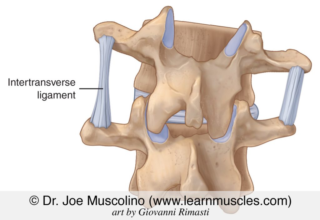 Intertransverse ligaments become taut with lateral flexion to the opposite side. Posterior view. Permission: Dr. Joe Muscolino (www.learnmuscles.com).