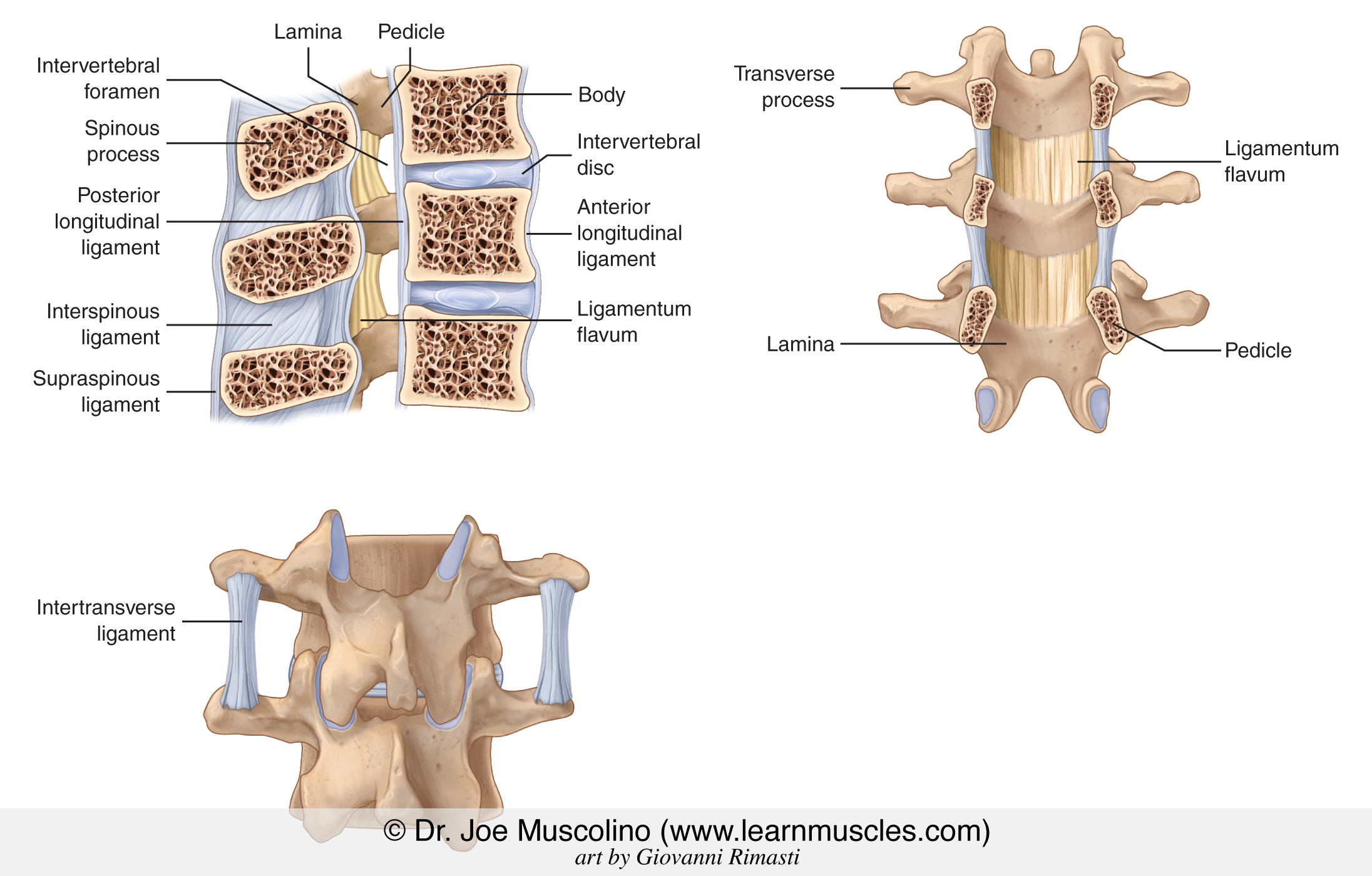spinous process ligament