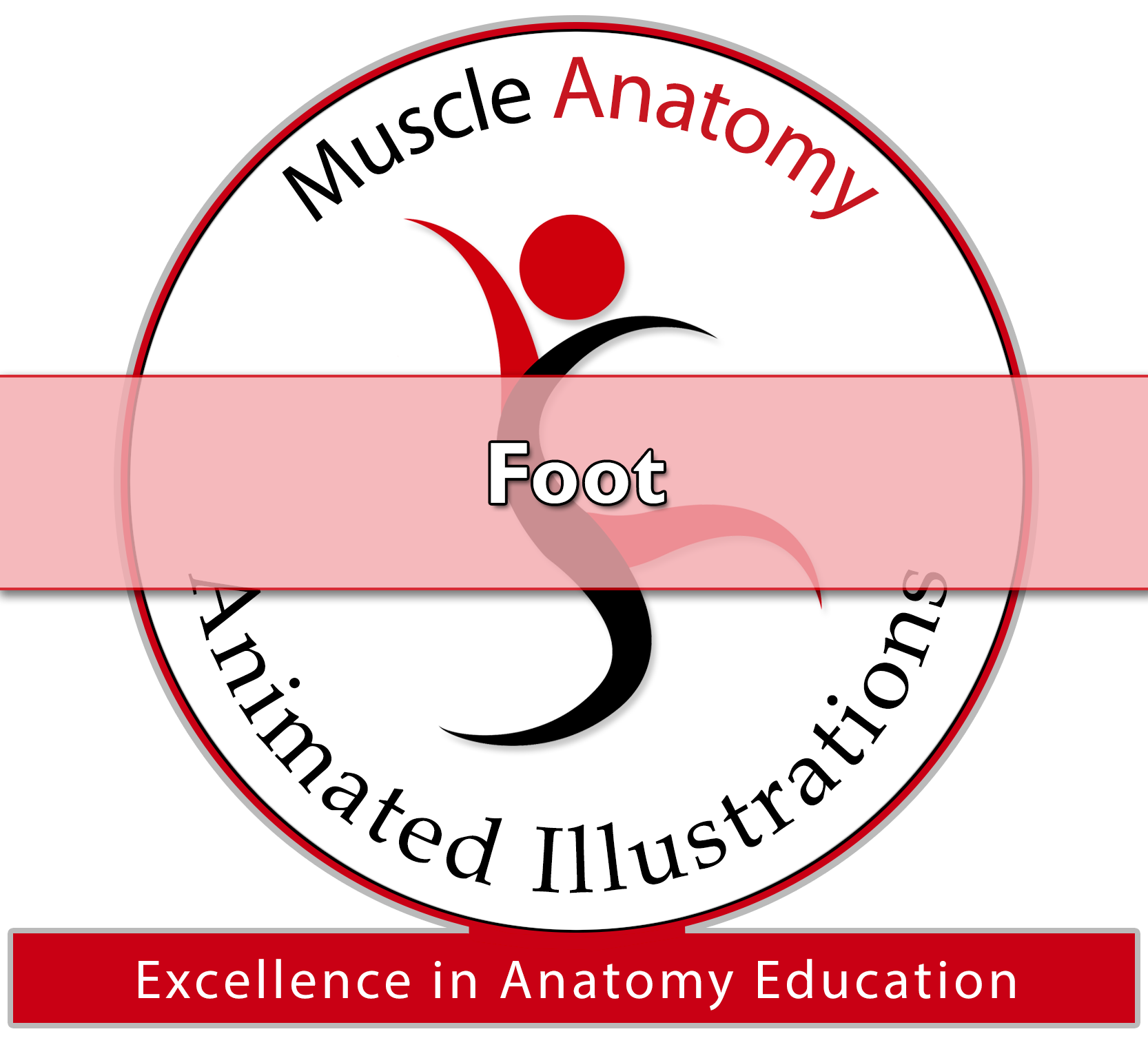 Aminated Illustrations - Lower Extremity Archives - Learn Muscles