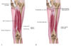 4th Hamstring Adductor Magnus: The 4th Hamstring, Attachments, Functions & Palpation ...