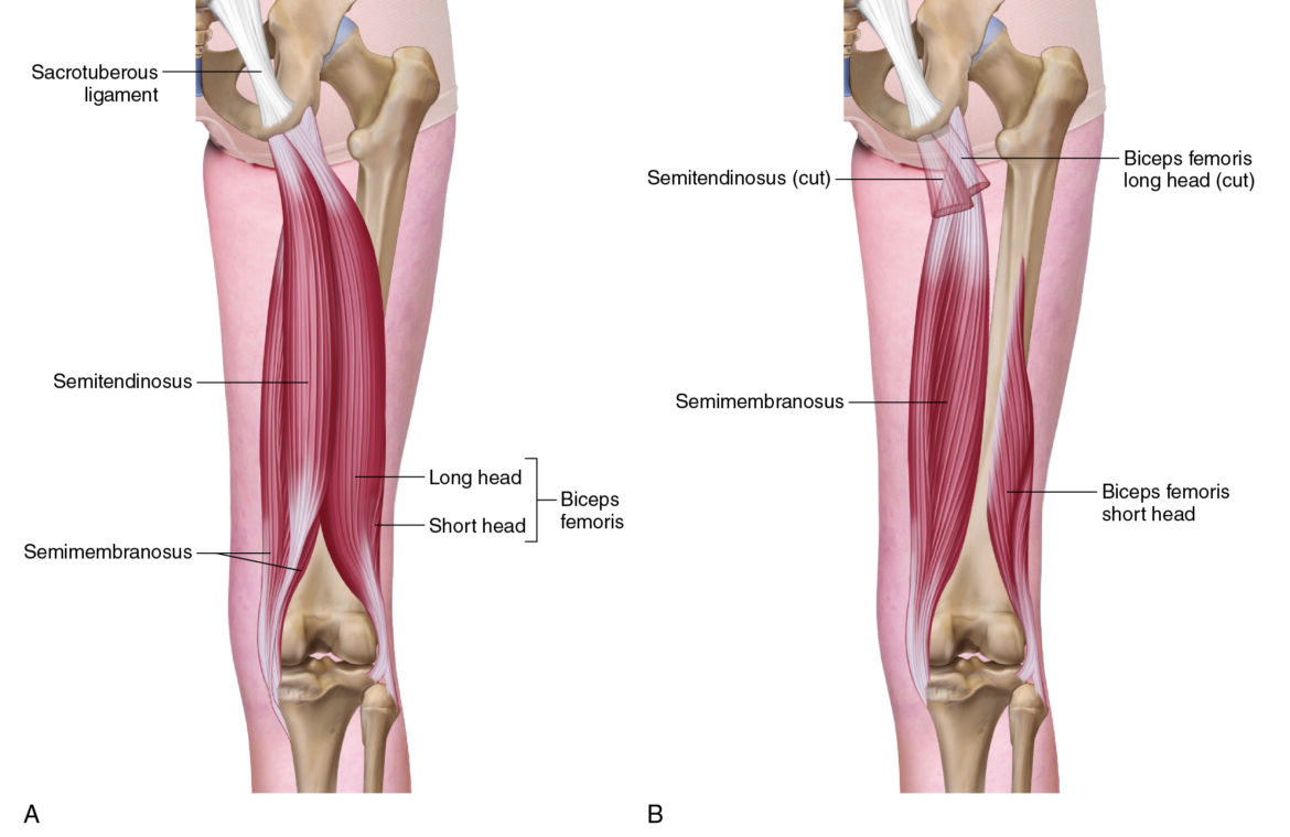 4th Hamstring Adductor Magnus: The 4th Hamstring, Attachments, Functions & Palpation ...