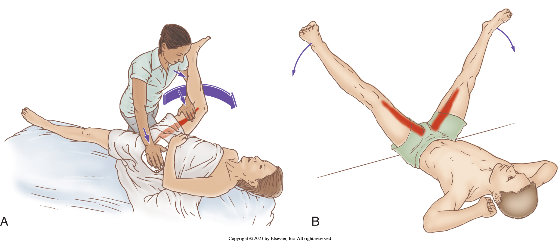 4th Hamstring Adductor Magnus: The 4th Hamstring, Attachments, Functions & Palpation ...