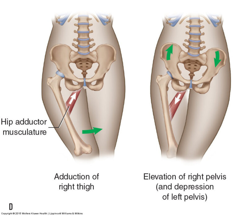 4th Hamstring Adductor Magnus: The 4th Hamstring, Attachments, Functions & Palpation ...