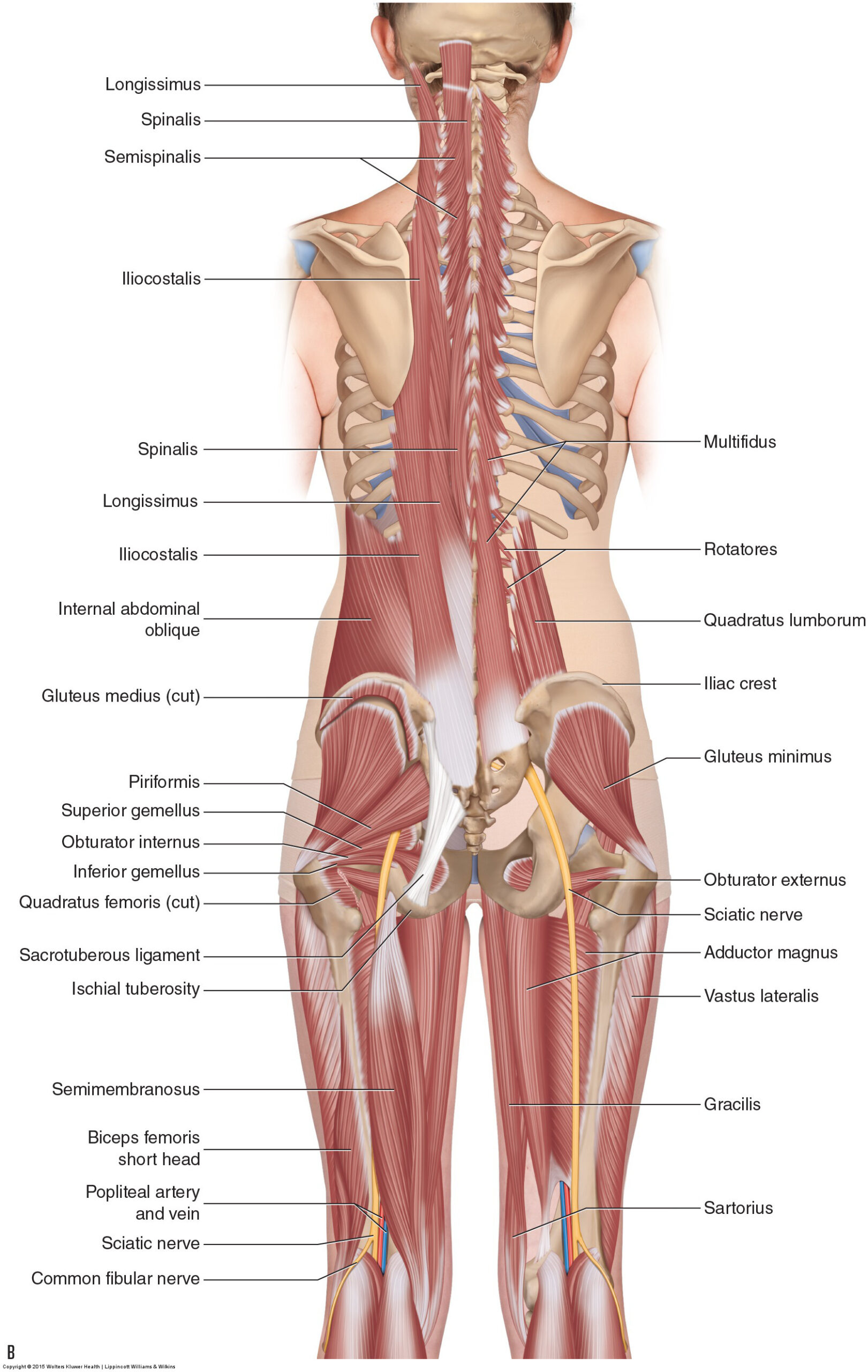4th Hamstring Adductor Magnus: The 4th Hamstring, Attachments, Functions & Palpation ...