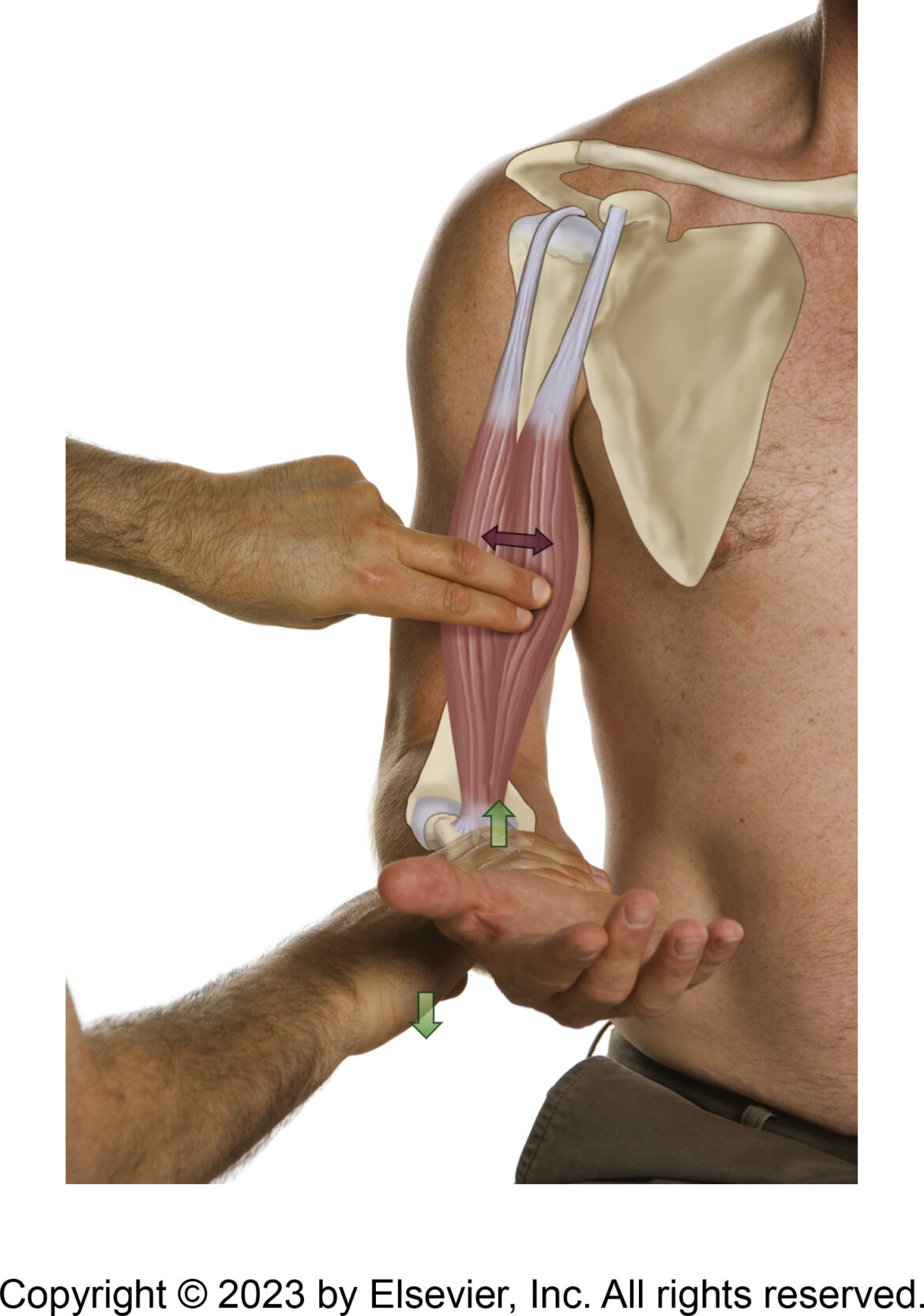 Behind Every Great Biceps Brachii...