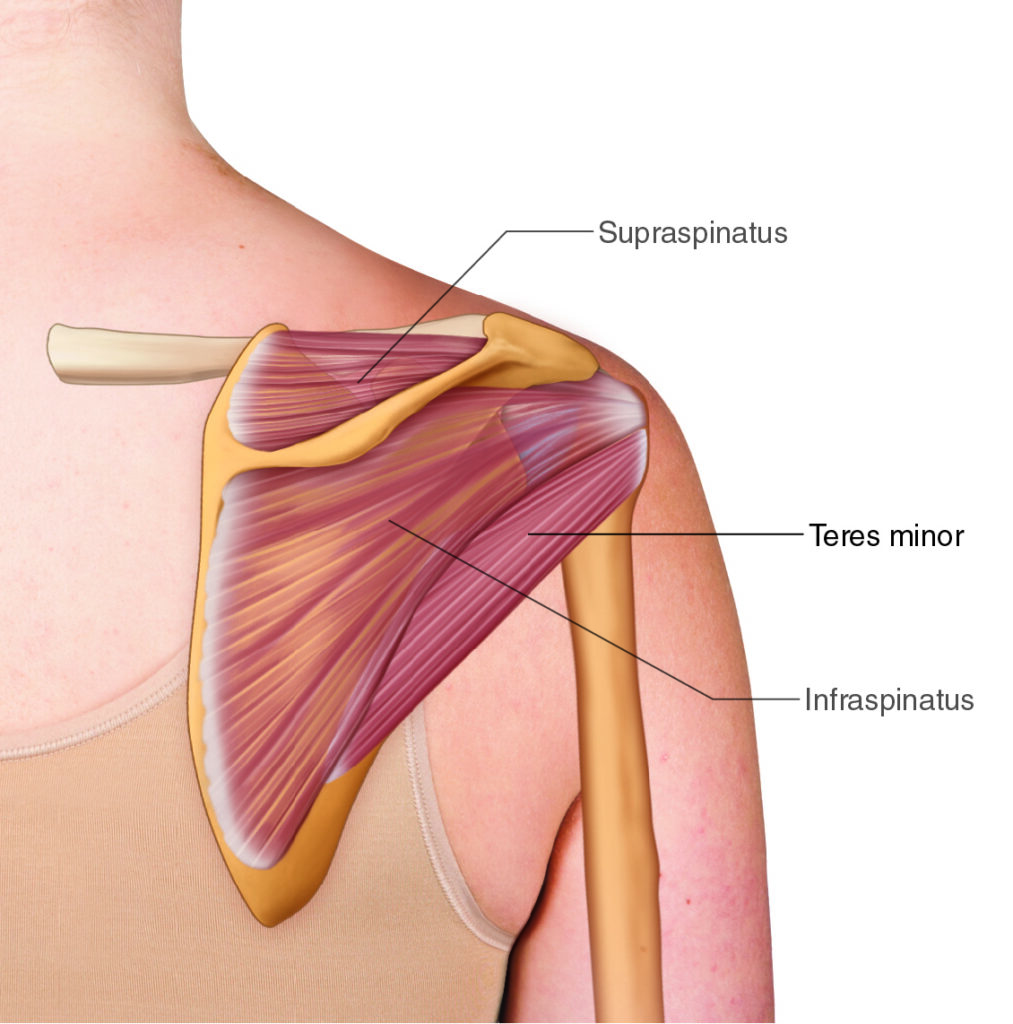 Teres Minor. Permission Dr. Joe Muscolino (learnmuscles.com).