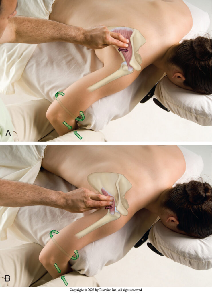 Palpation of the (infraspinatus and) teres minor. Permission Dr. Joe Muscolino - The Muscle and Bone Palpation Manual, 3ed. 